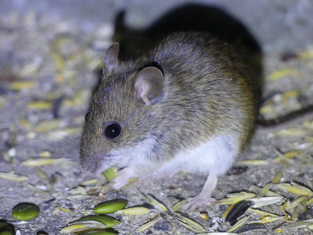 Мышка с тыквенным семечком - Алла Яшникова