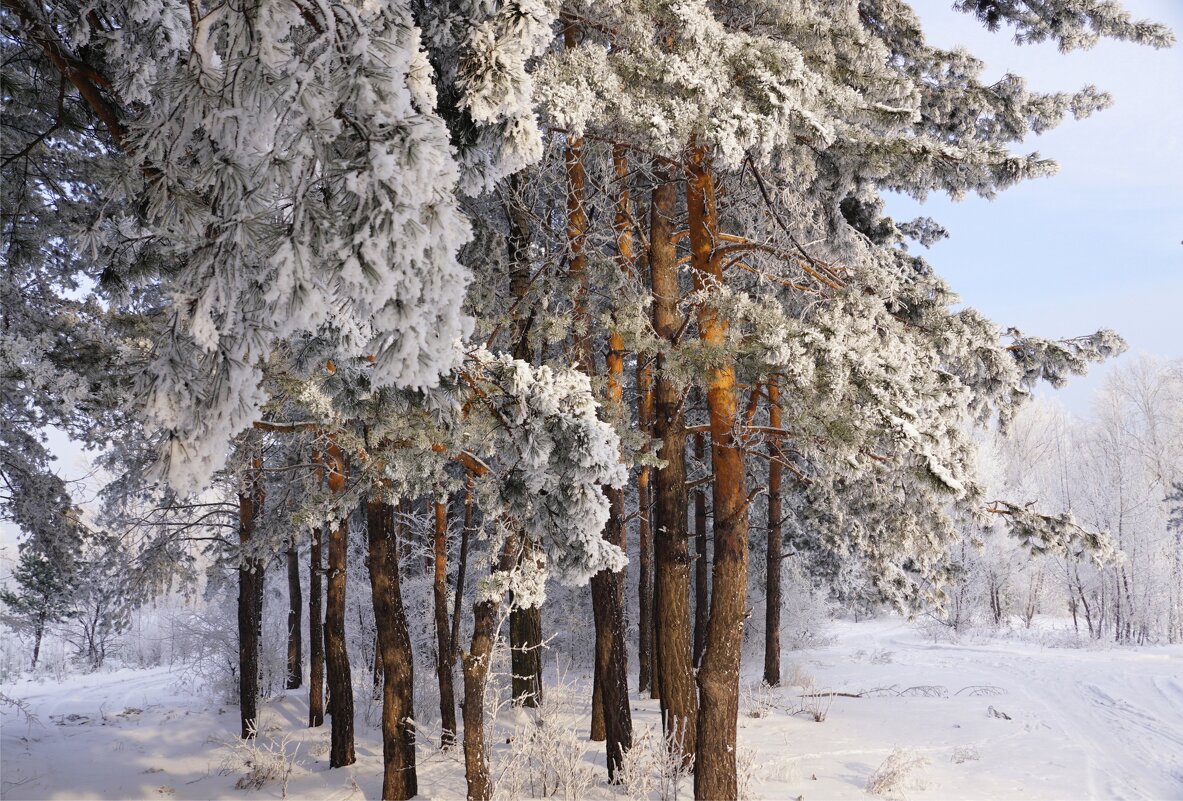 Зима в лесу - красивые фото