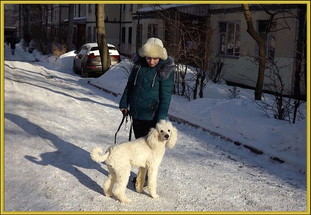 Прогулка с белой собакой! - Нина Андронова