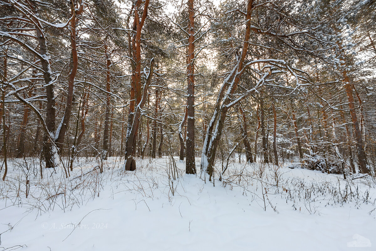 Зимний пейзаж в лесу - Александр Синдерёв