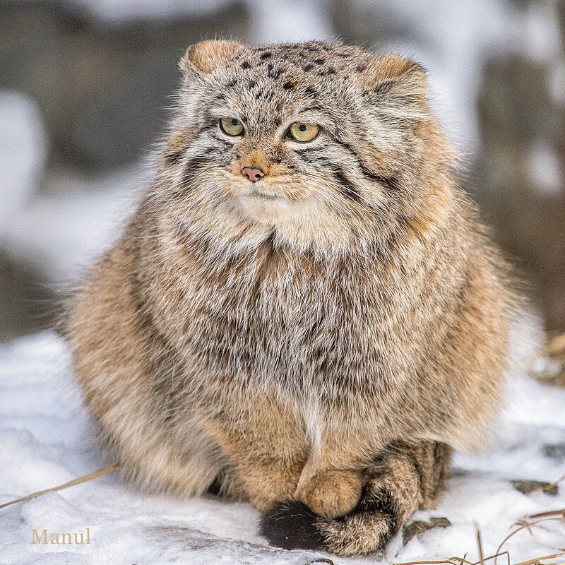 манул - аркадий 