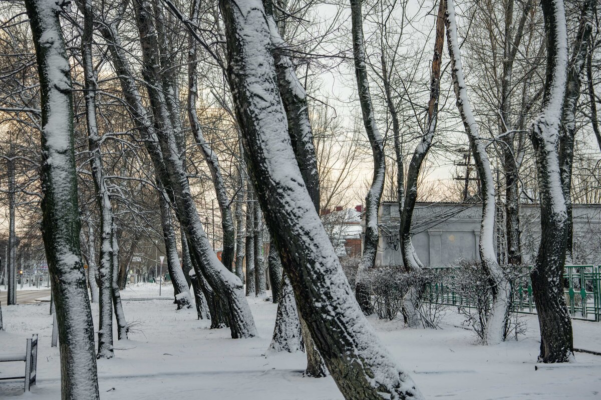 Стволы деревьев - Константин Бобинский