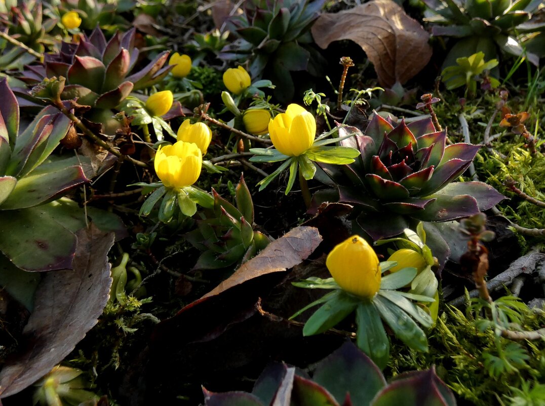 Весна желтая - Heinz Thorns