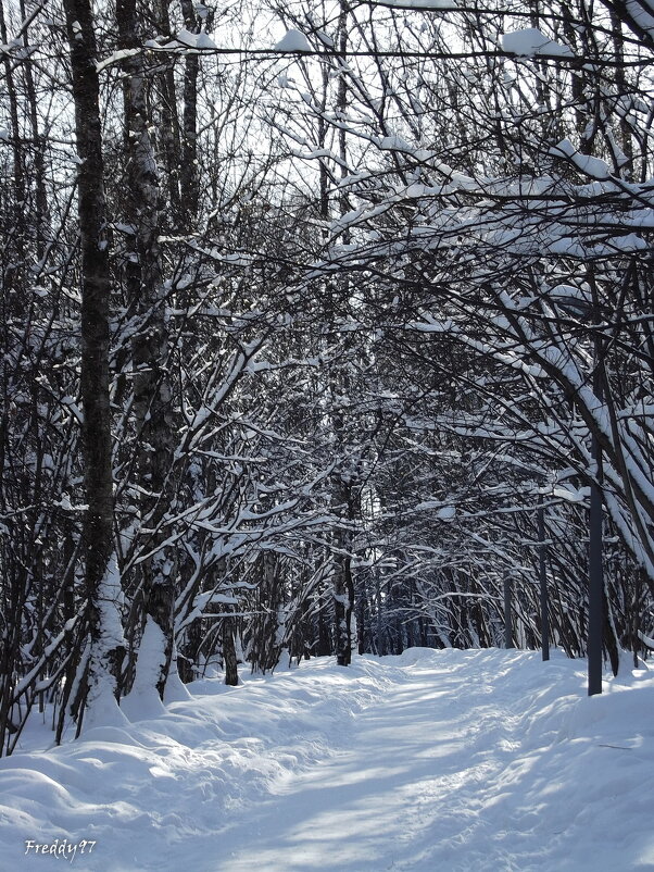 Я шла по февральскому парку, дорожка блестела слюдой. И снег рассыпался брильянтом, вокруг всё дышал - Freddy 97