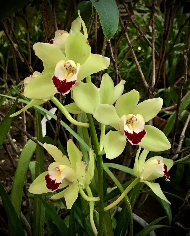 Орхидея - Любовь 