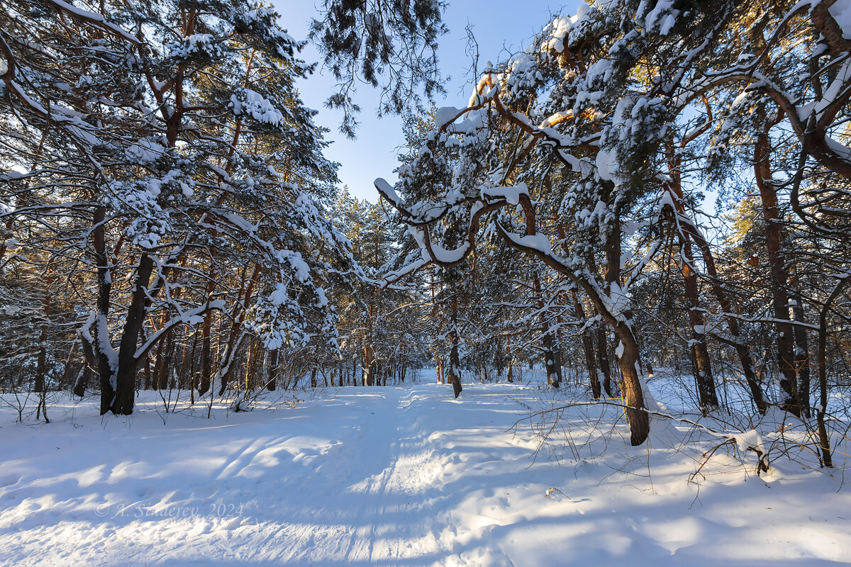 В зимнем лесу - Александр Синдерёв