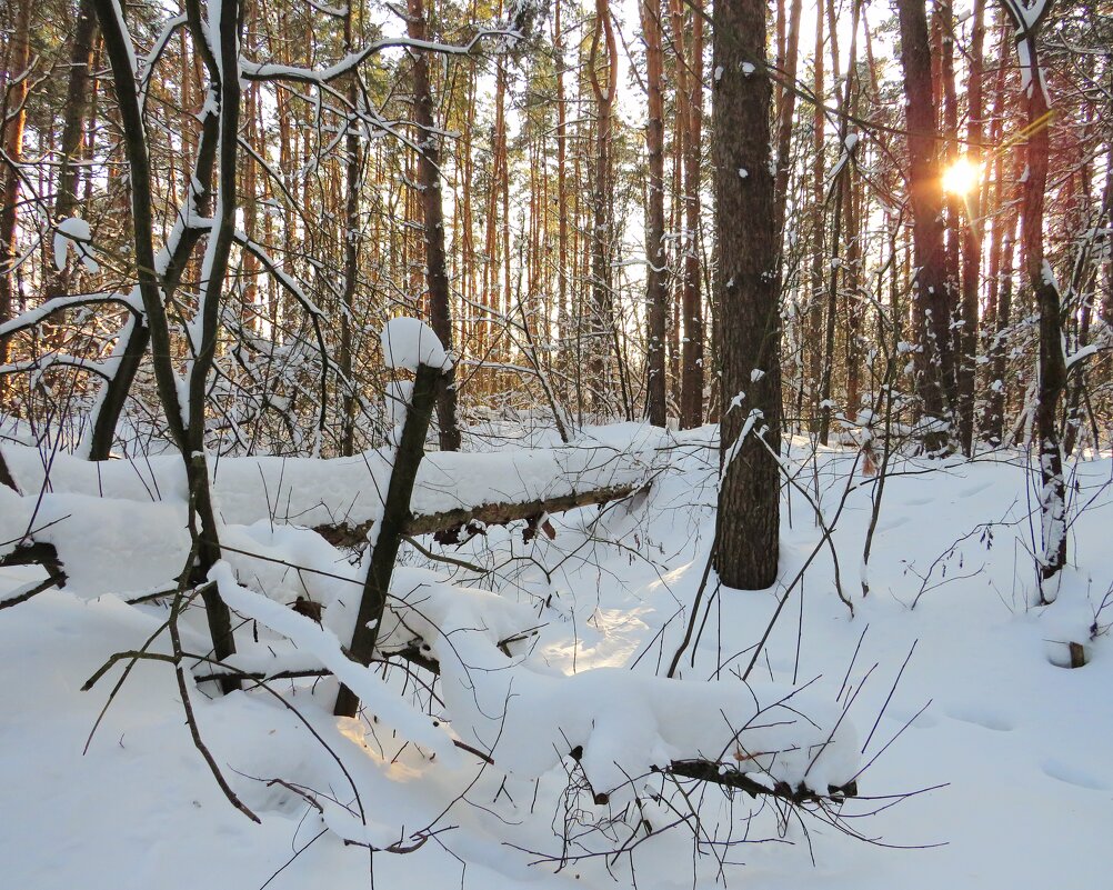Солнце в снежном лесу - Андрей Снегерёв