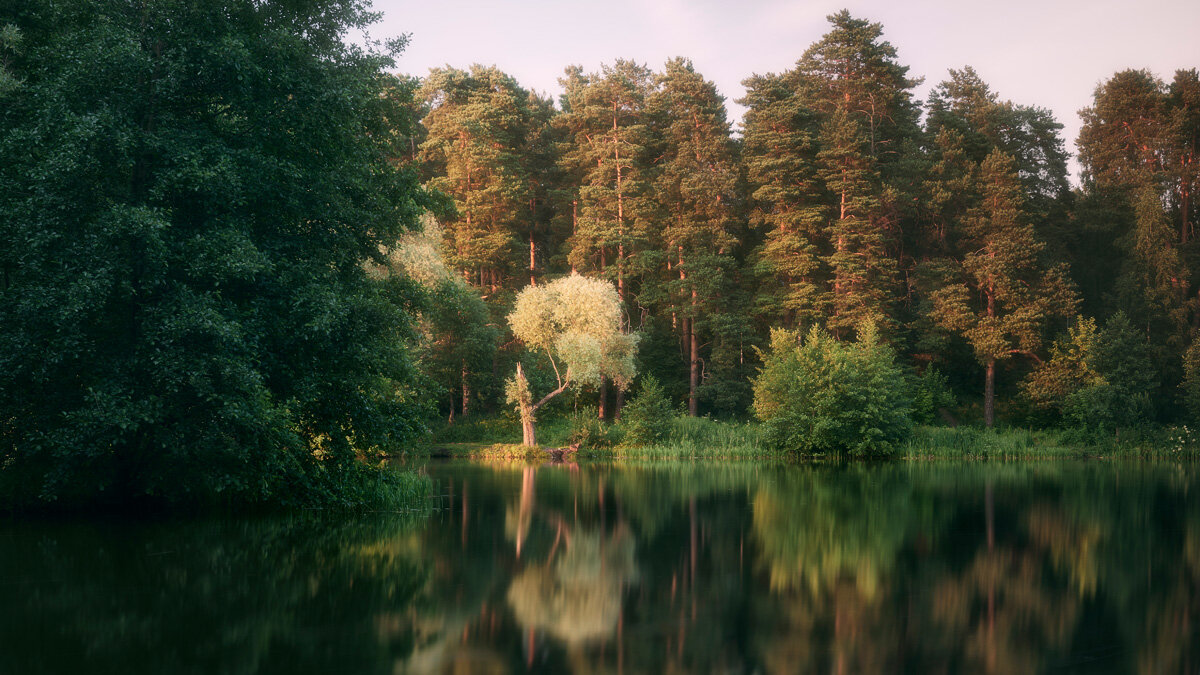 Лес у озера - Валерий Вождаев
