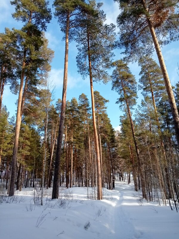 Зимний лес - Нина Колгатина 