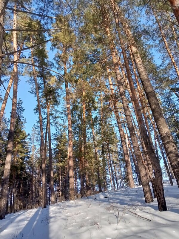 Зимний лес Сосны - Нина Колгатина 