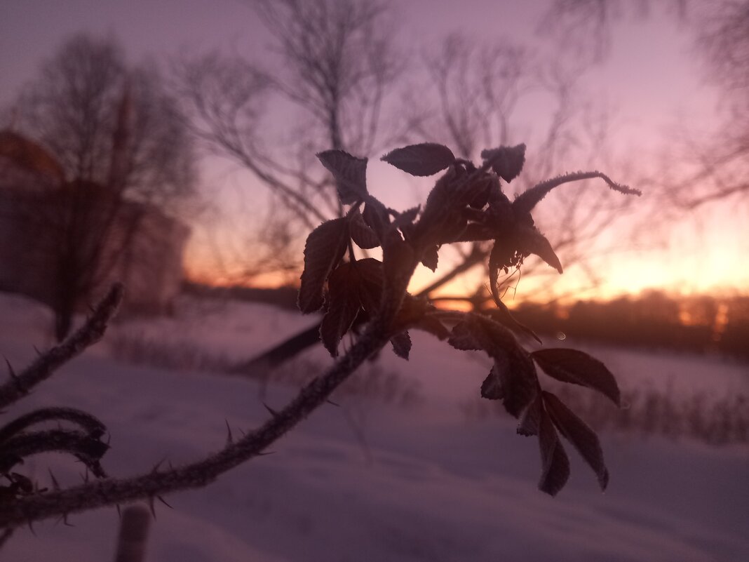 Рассвет - Сапсан 