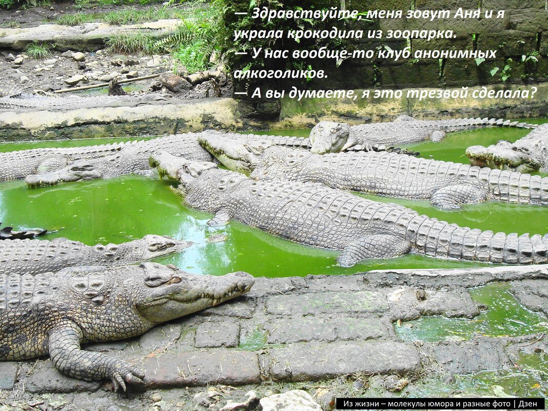 Крокодилы - это не только пресмыкающиеся, но и много-много кг ценного диетического мяса - svk *