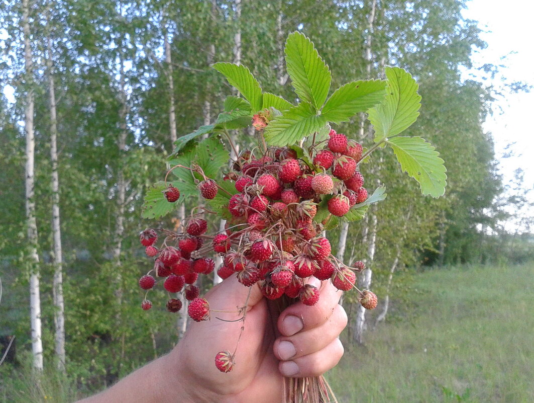 Земляничный букет. - сергей 