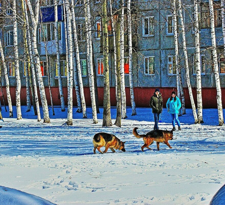 Чья овчарка лучше? - Владимир 