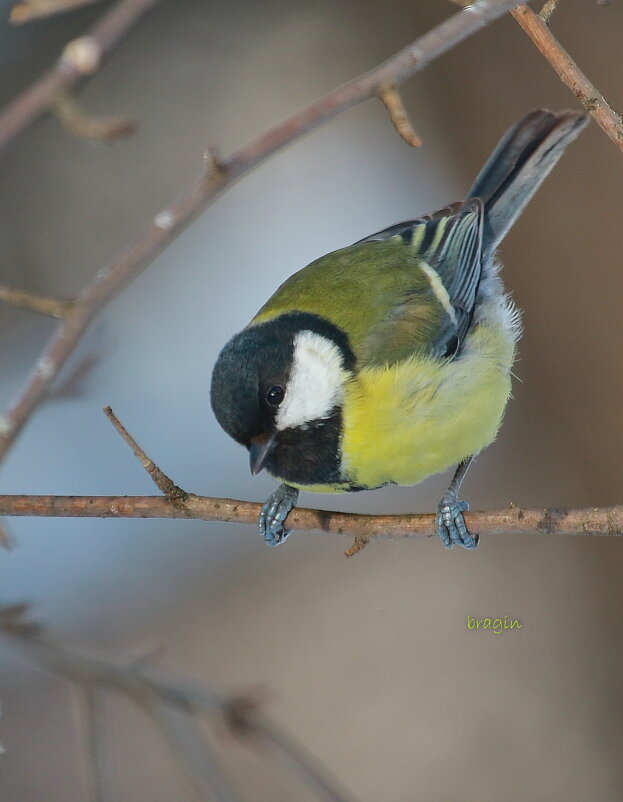 большая синица (Parus major ) - Andrey Bragin 