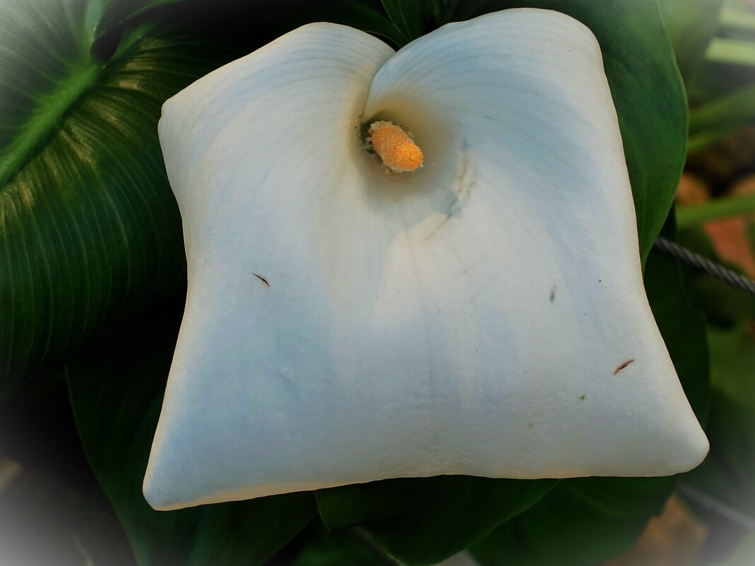 Необычный Спатифиллум-цветок "женское счастье" - Aida10 
