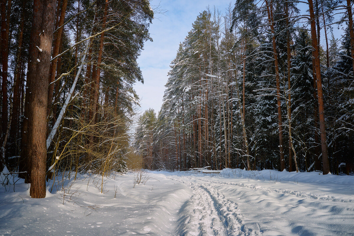 В зимнем лесу - Валерий Вождаев