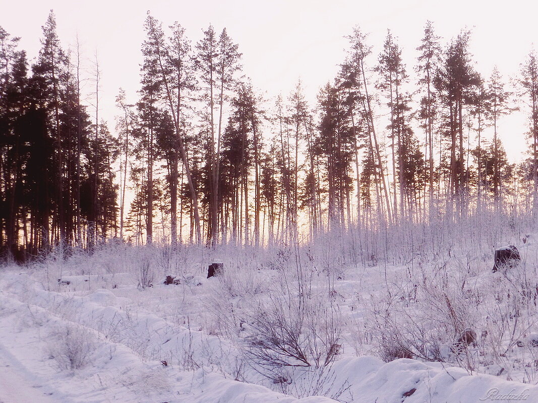 На закате в зимнем лесу - Raduzka (Надежда Веркина)