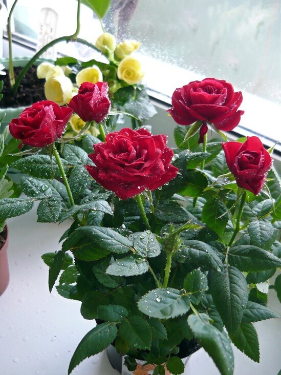 Розы на окне - Вера Щукина