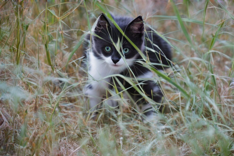 Любопытный котенок - Nina Streapan
