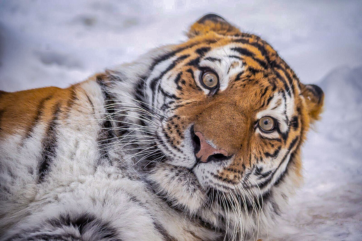 амурский тигр - аркадий 