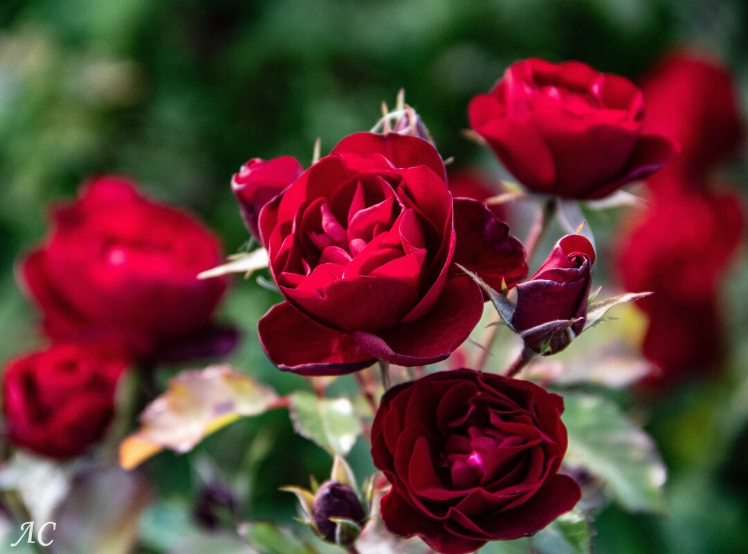 Розы, ах розы… - Любовь 