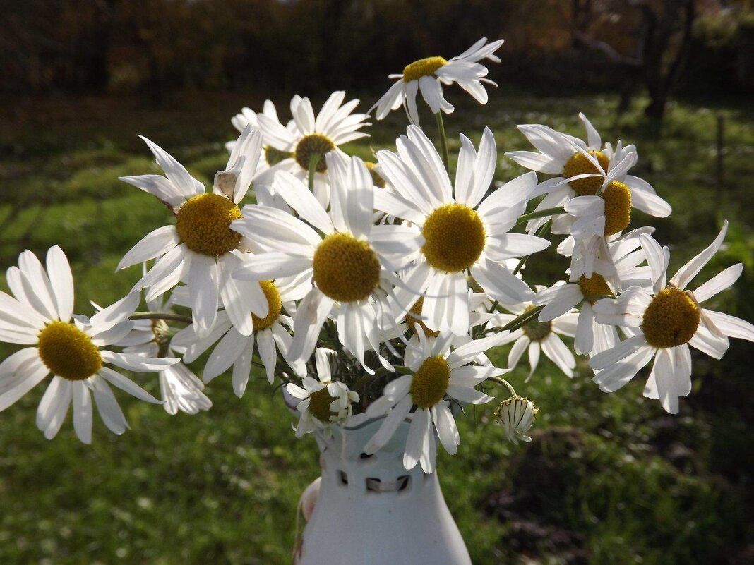 Солнечные цветы! - Нина Андронова
