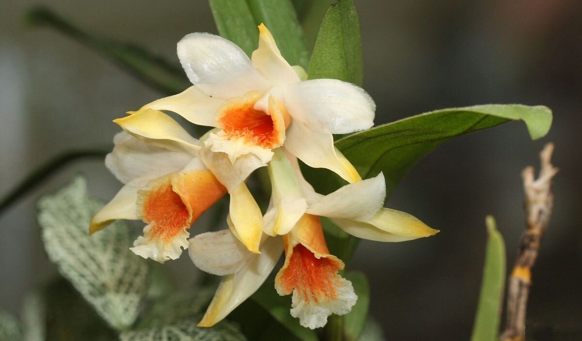 Орхидеи - ZNatasha -
