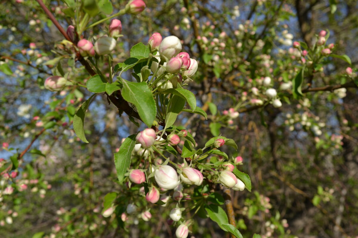Яблони в цвету - Георгиевич 