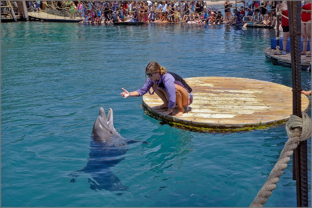 Израиль  Дельфины в Эйлате - ujgcvbif 