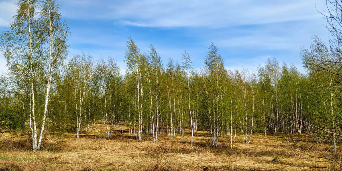 Пробуждение - Пасечник 