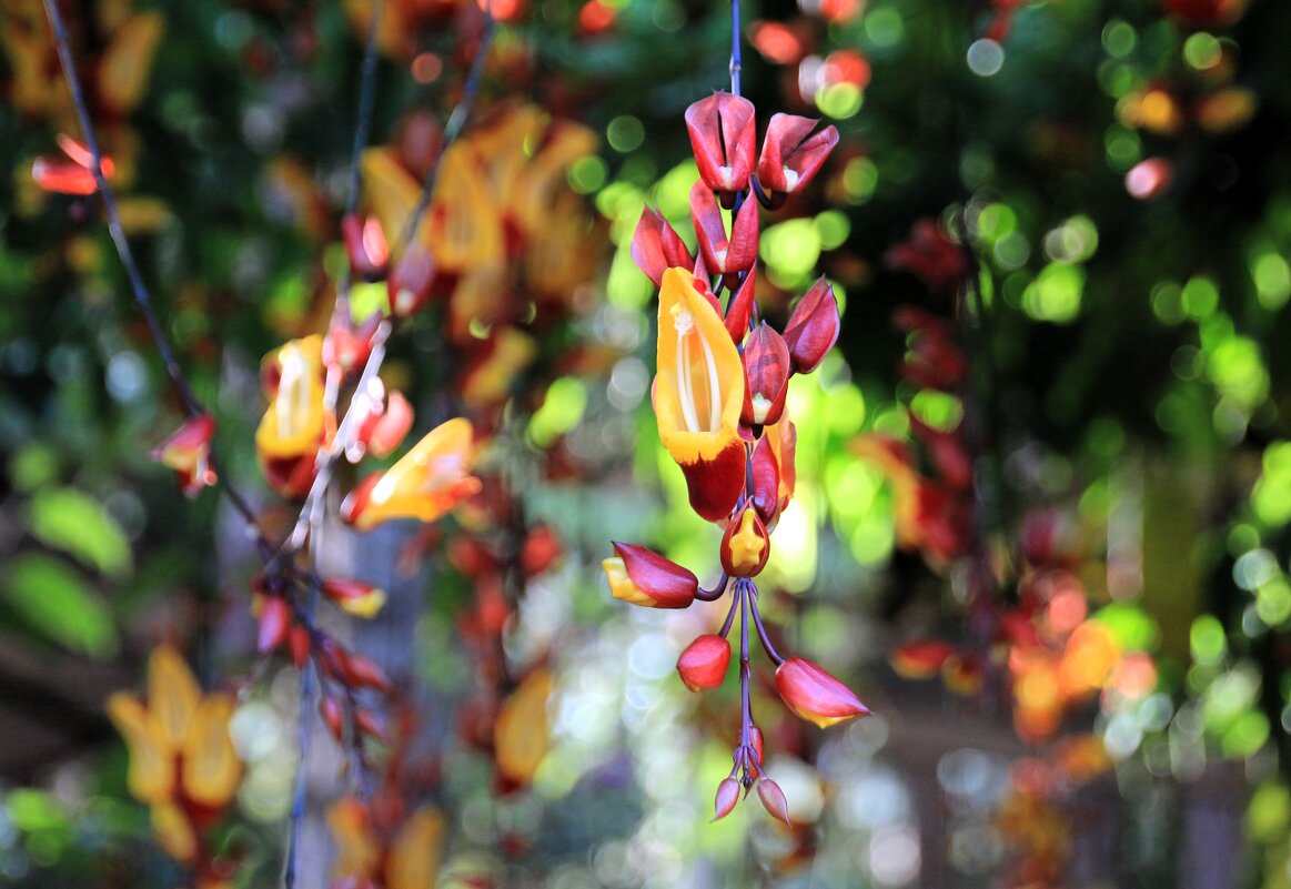 Орхидея цветет - Evgeny Mameev
