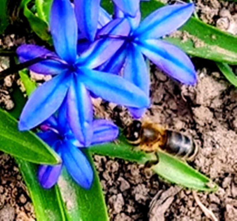 Пчела приближается к цветку - Наталья 