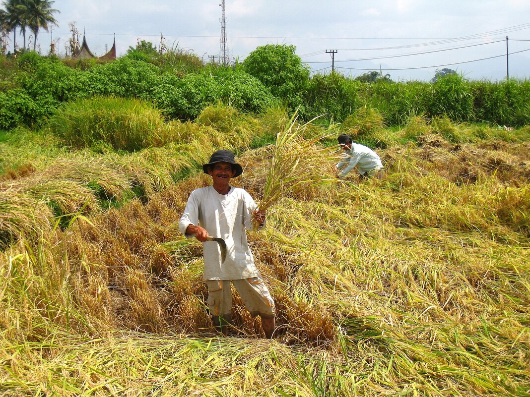 Уборка риса на Суматре. - unix (Илья Утропов)