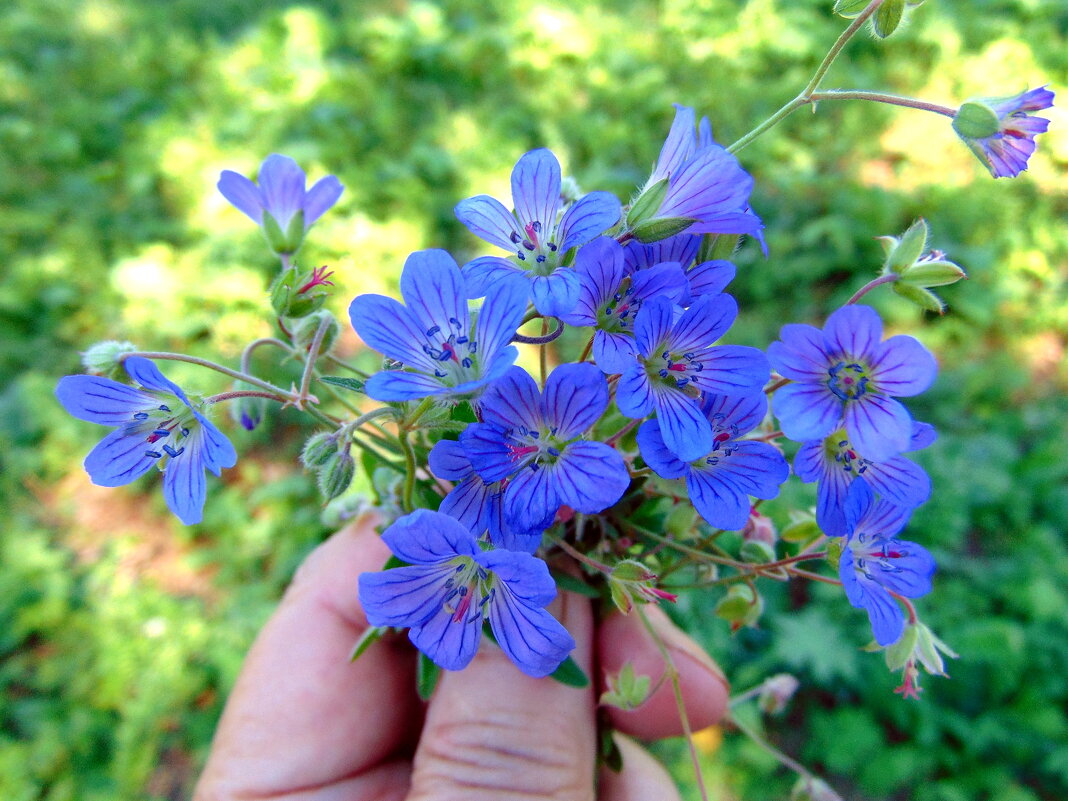 Голубые цветы. - nadyasilyuk Вознюк