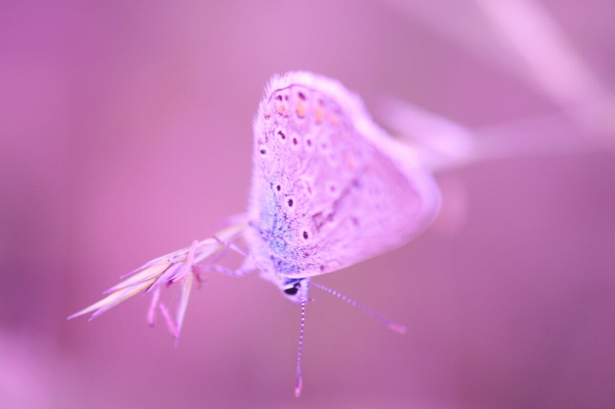 Бабочка на фиолетовом фоне. - Стас 