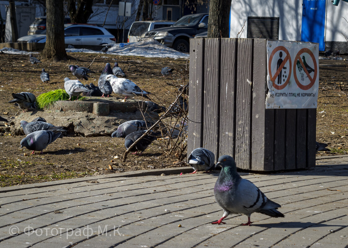 Не кормите птиц - Фотограф МК