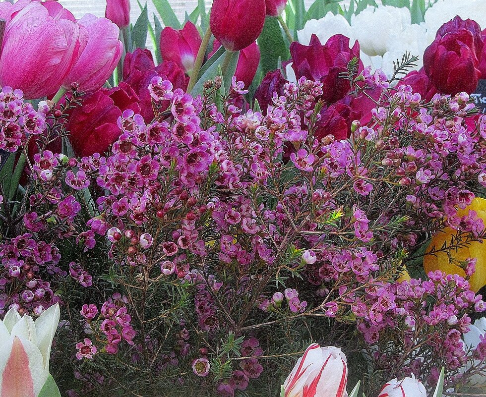 ..  . разноцветие  на выставке тюльпанов в 2024 году... - galalog galalog