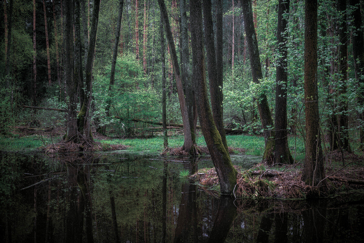 В весеннем лесу - Валерий Вождаев