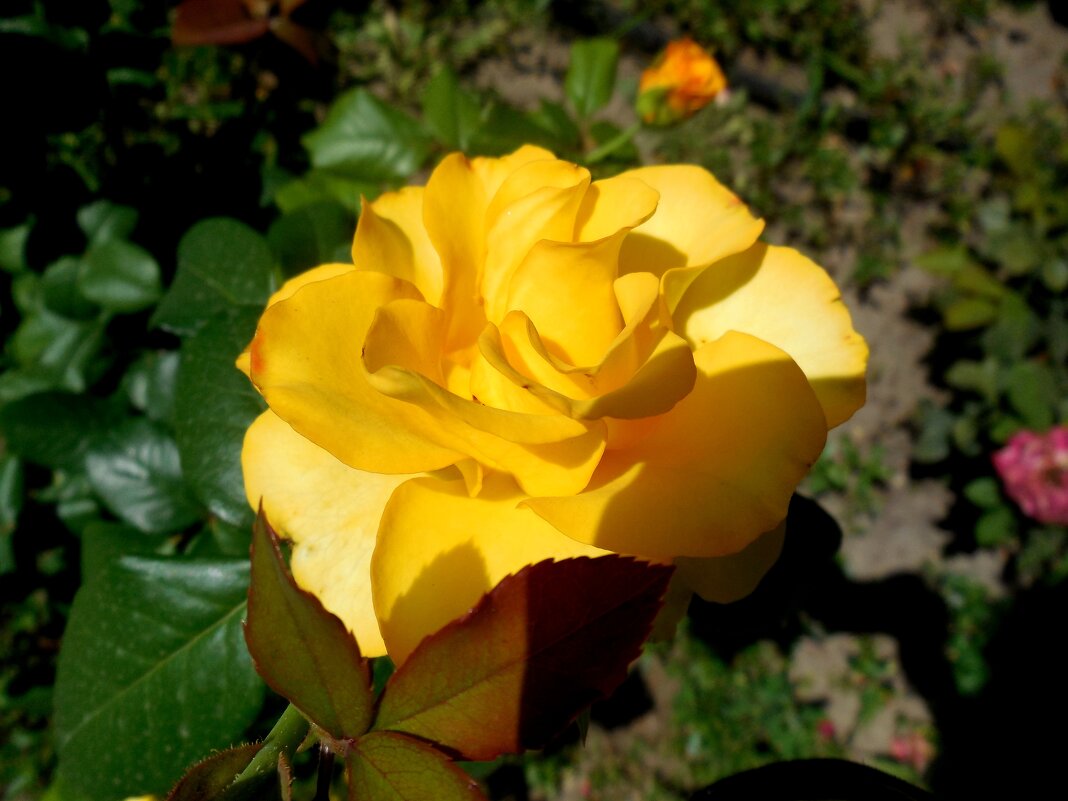 Роза жёлтая - Надежда 