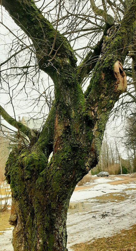 Старое дерево - Наталья Герасимова