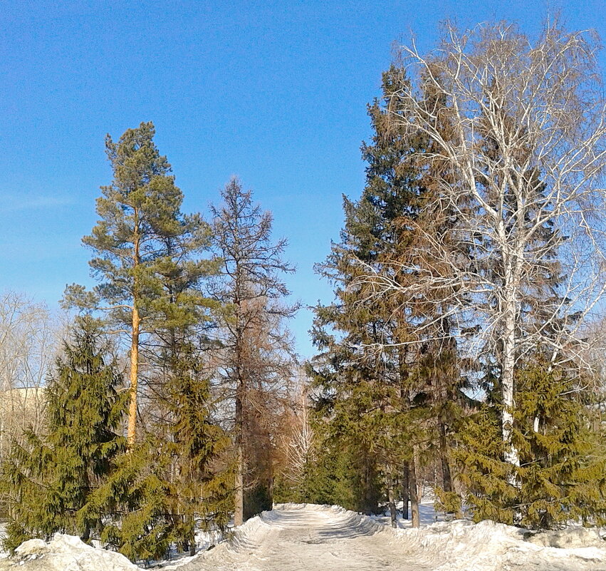 Аллея и сосны марта. - сергей 