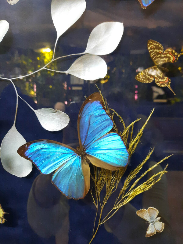 Бабочка из Аптекарского огорода - Irene Irene