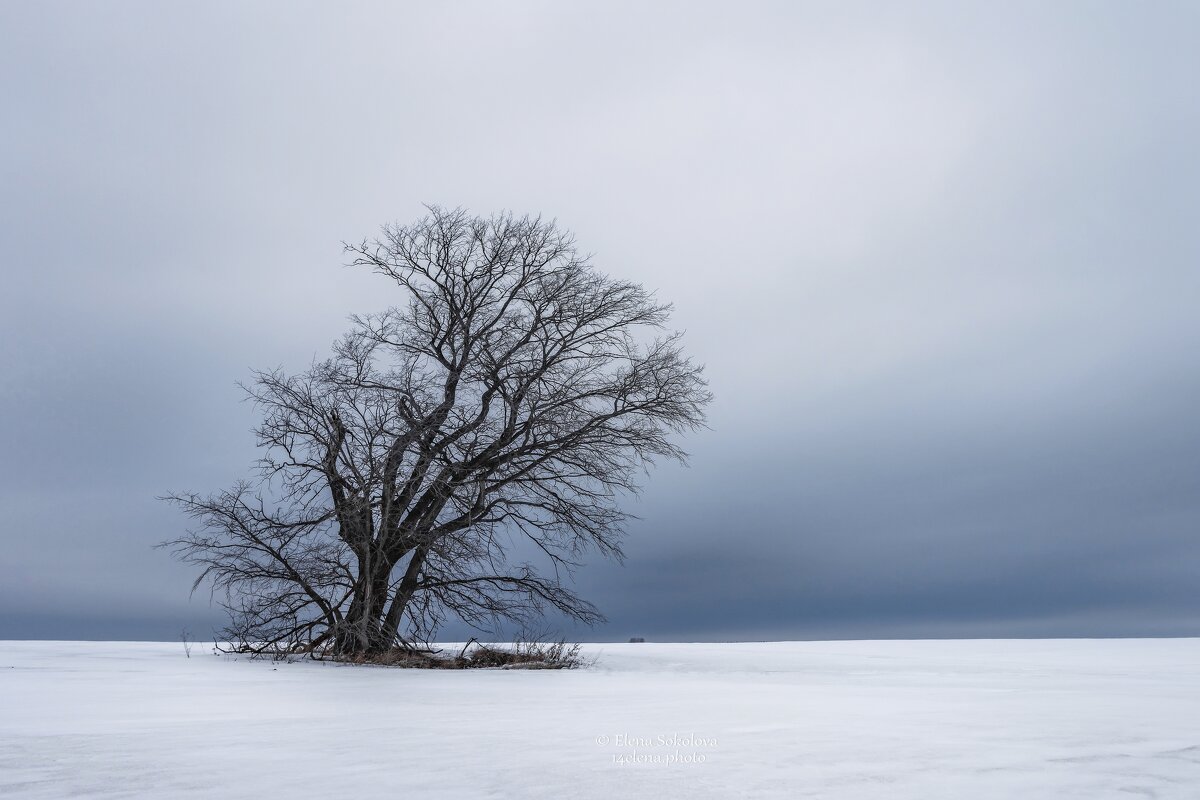 Одинокое дерево - Елена Соколова