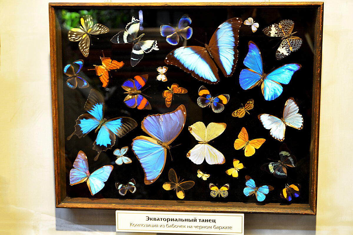 Бабочки - Валерий Пославский