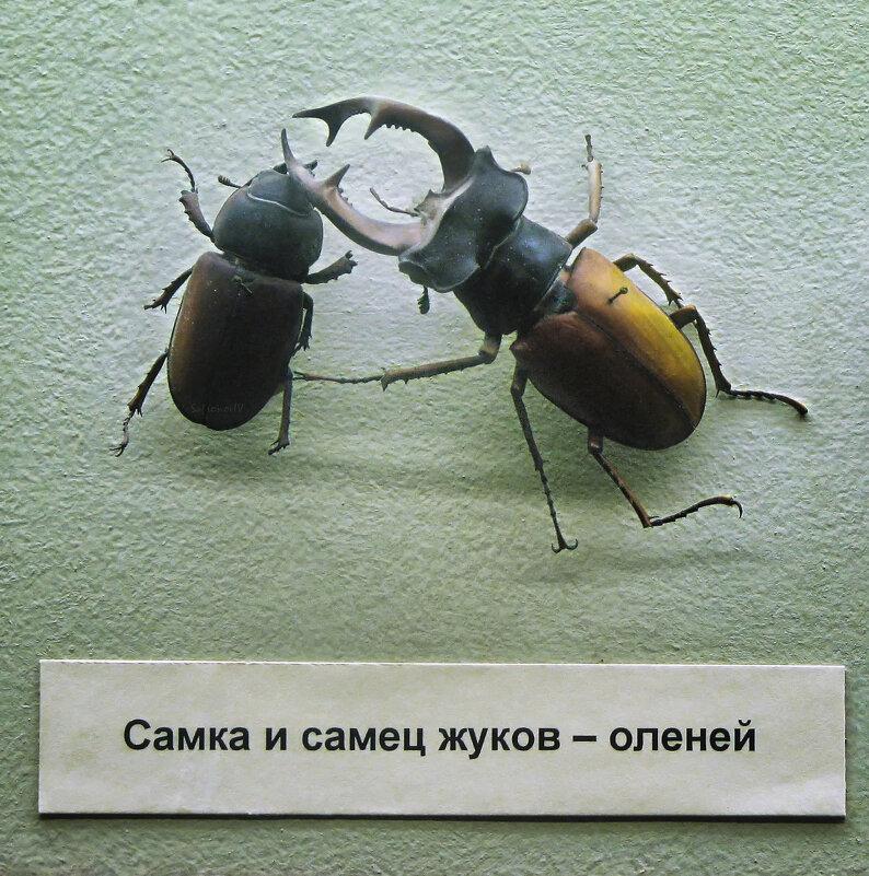 Самка и самец жуков-оленей - SafronovIV Сафронов