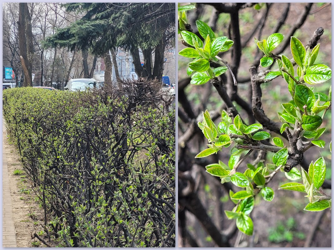 Первая зелень в апреле - Татьяна 