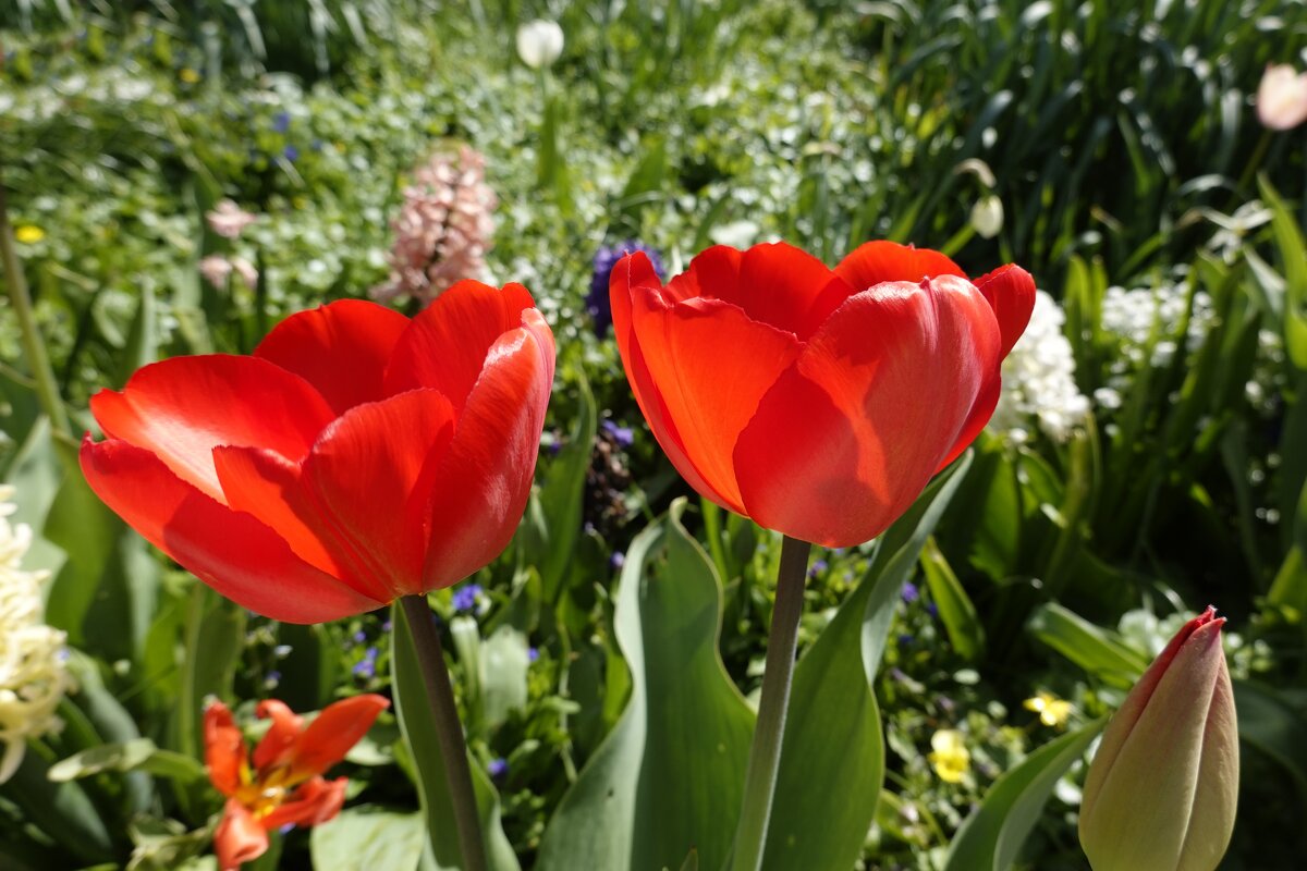 Красные тюльпаны - шёлковые чаши,... - Galina Dzubina