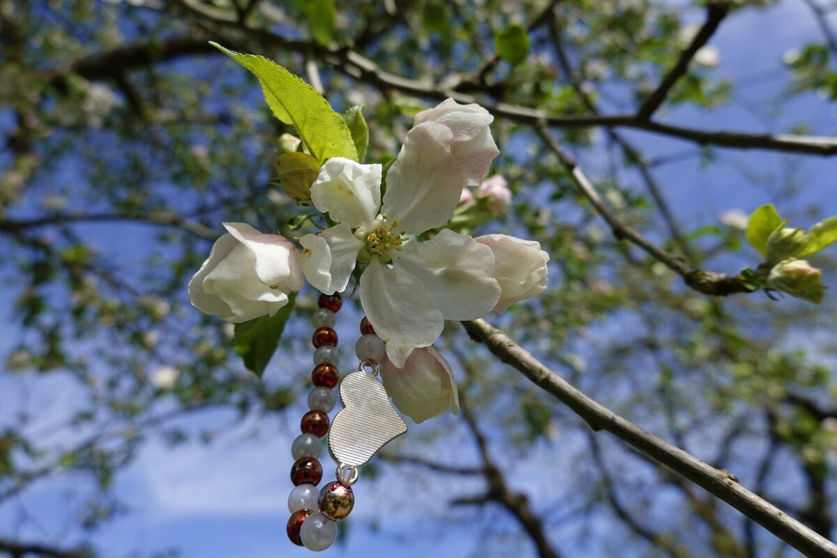 Яблони цветут – какое диво! Белых яблонь цвет – всегда красиво! .... - Galina Dzubina