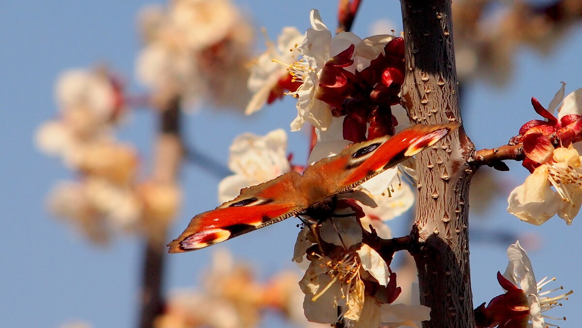 весенние бабочки 3 - Александр Прокудин